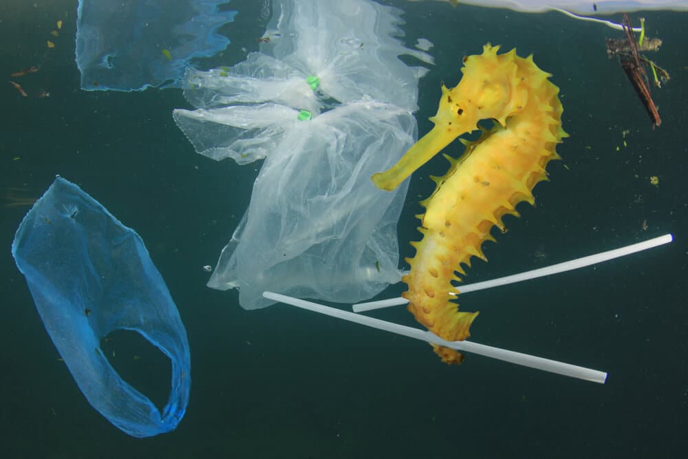 Sea Horse - Reduce Plastic Waste