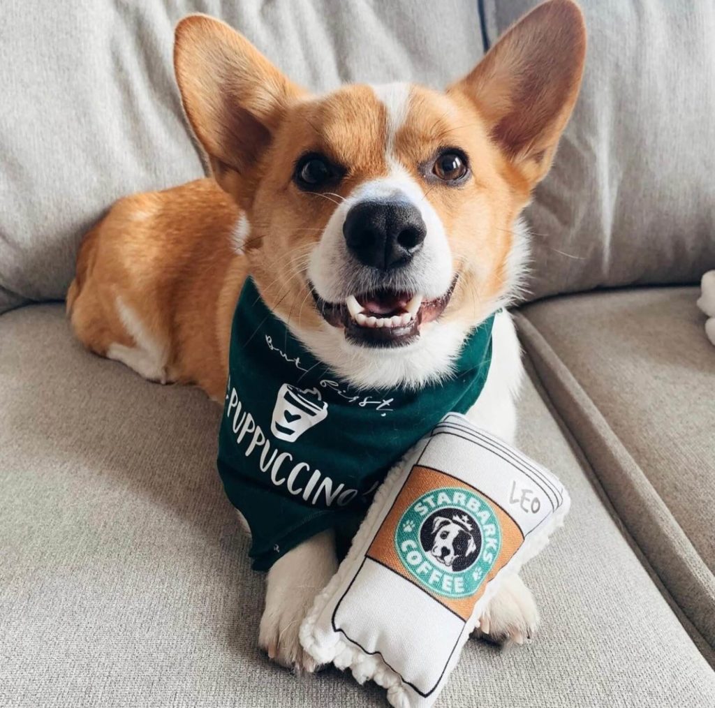 Puppuccino: If You Love Your Dog Read This Post