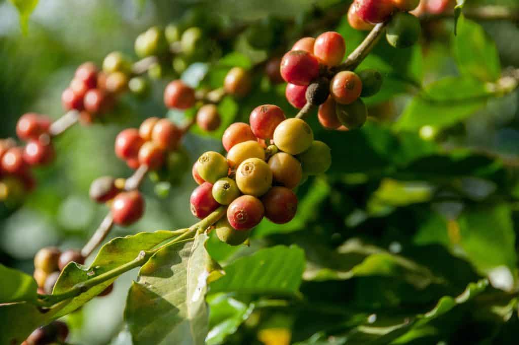 Green Coffee Bean - Coffee Cherry - Green Coffee Beans
