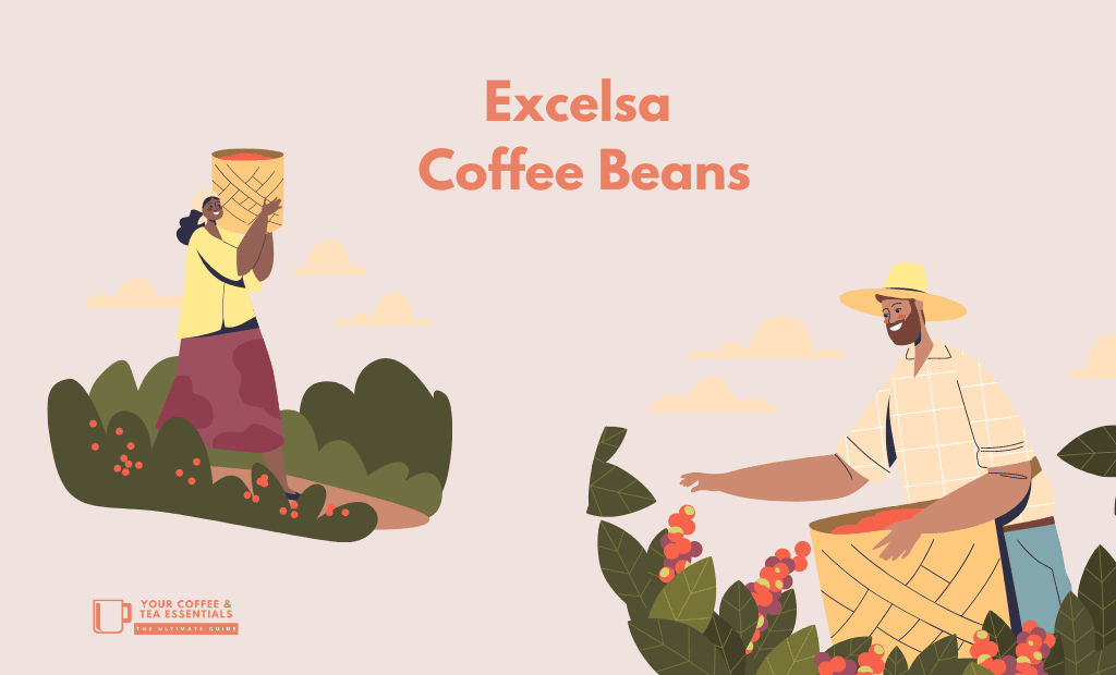 Excelsa Coffee Beans