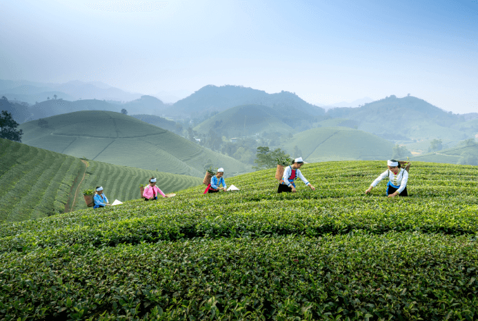 Harvesting of Green Tea