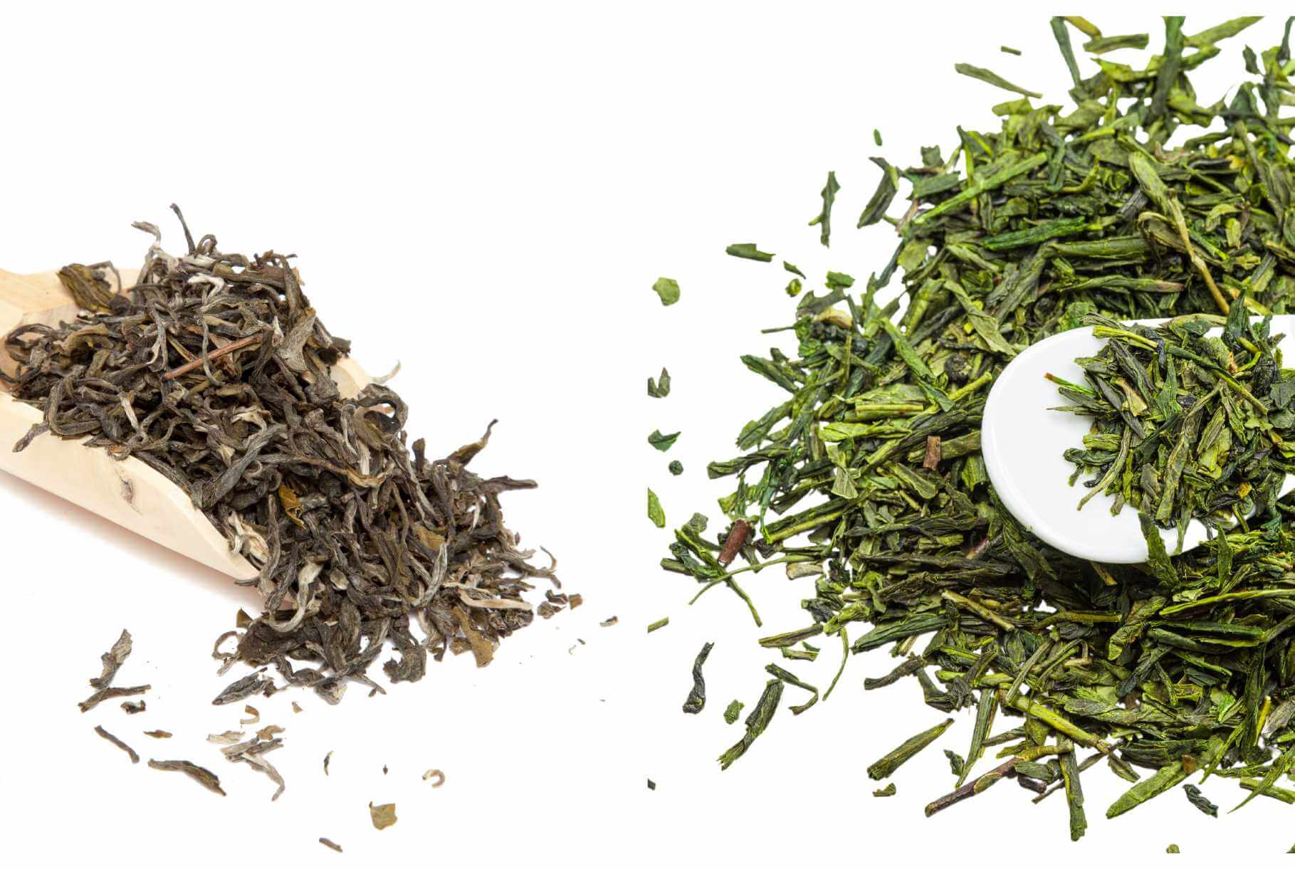 White tea vs green tea differences