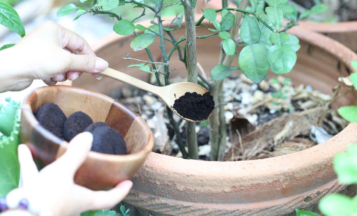 reuse coffee grounds as natural compost