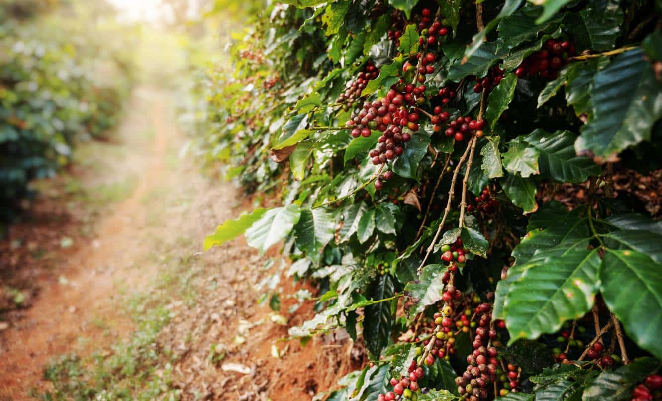 Coffee cultivation and origin