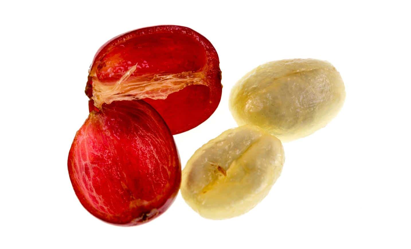 What is a coffee cherry?
